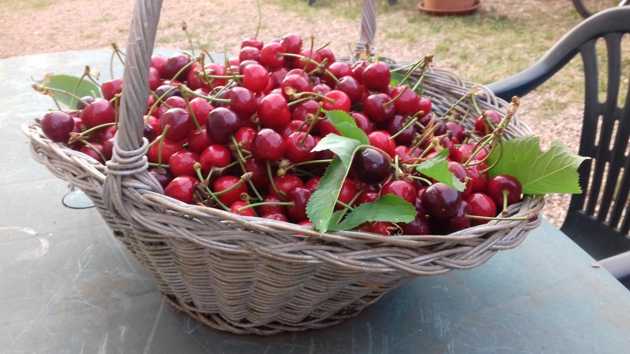 Podere Ficareto Farm Ancaiano Eksteriør billede